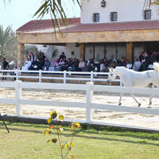 Lisa Abraham: 2017 Kuwait International Arabian Horse Festival~All Nations Cup Straight Egyptians 