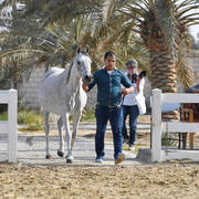 Lisa Abraham: 2017 Kuwait International Arabian Horse Festival~All Nations Cup Straight Egyptians 