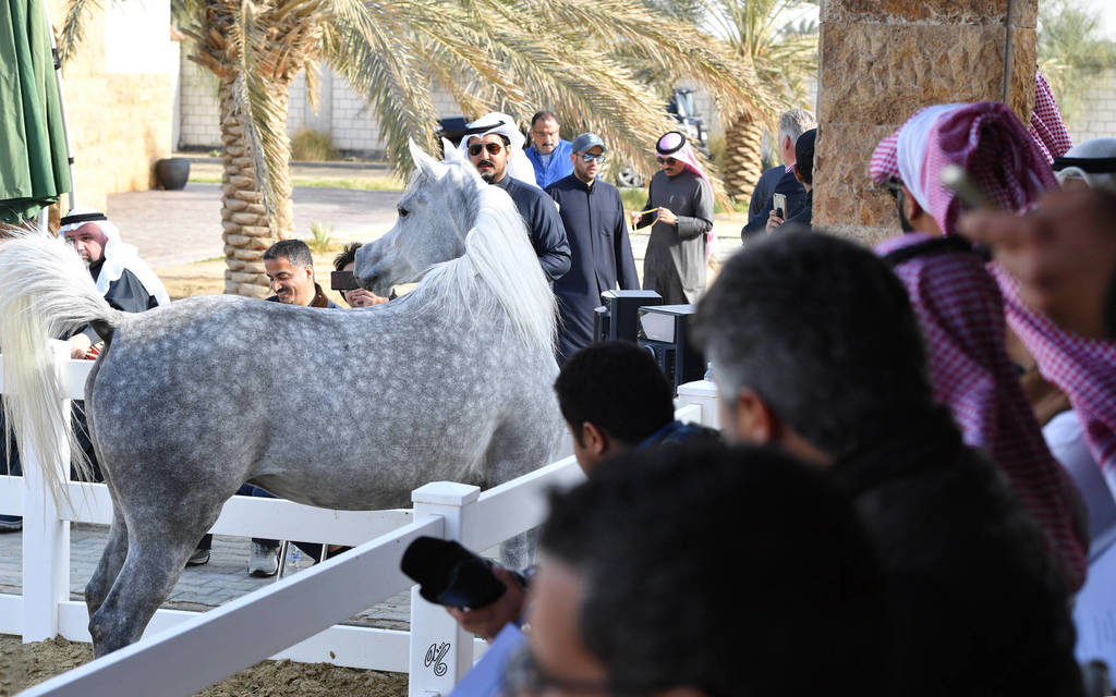 Lisa Abraham: 2017 Kuwait International Arabian Horse Festival~All Nations Cup Straight Egyptians 