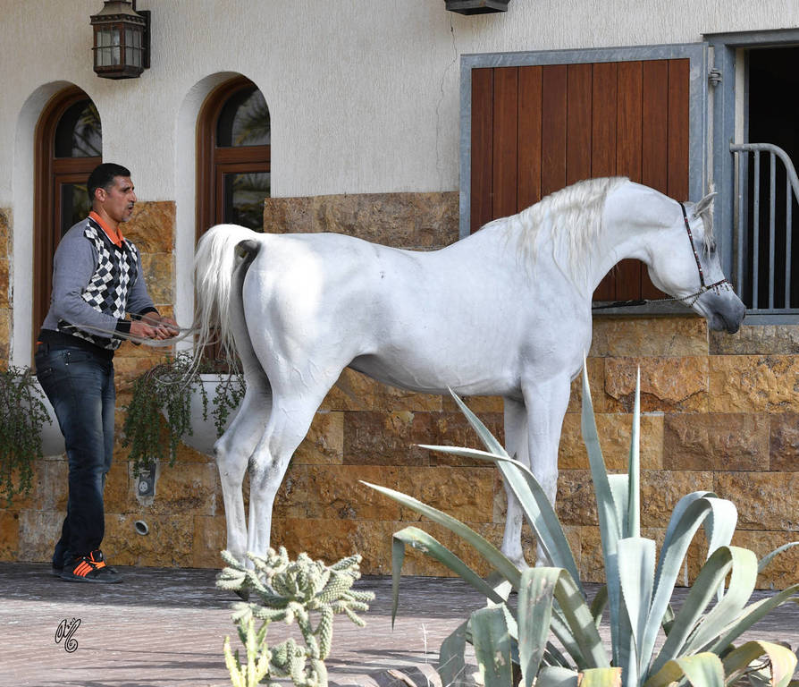 Lisa Abraham: 2017 Kuwait International Arabian Horse Festival~All Nations Cup Straight Egyptians 