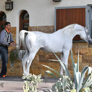 Lisa Abraham: 2017 Kuwait International Arabian Horse Festival~All Nations Cup Straight Egyptians 