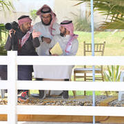 Lisa Abraham: 2017 Kuwait International Arabian Horse Festival~All Nations Cup Straight Egyptians 