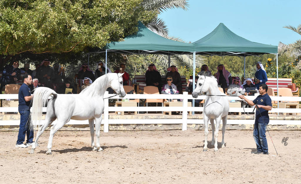 Lisa Abraham: 2017 Kuwait International Arabian Horse Festival~All Nations Cup Straight Egyptians 
