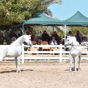 Lisa Abraham: 2017 Kuwait International Arabian Horse Festival~All Nations Cup Straight Egyptians 