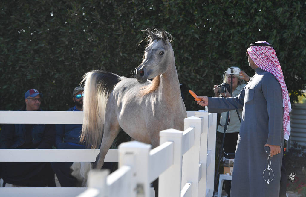 Lisa Abraham: 2017 Kuwait International Arabian Horse Festival~All Nations Cup Straight Egyptians 