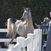 Lisa Abraham: 2017 Kuwait International Arabian Horse Festival~All Nations Cup Straight Egyptians 