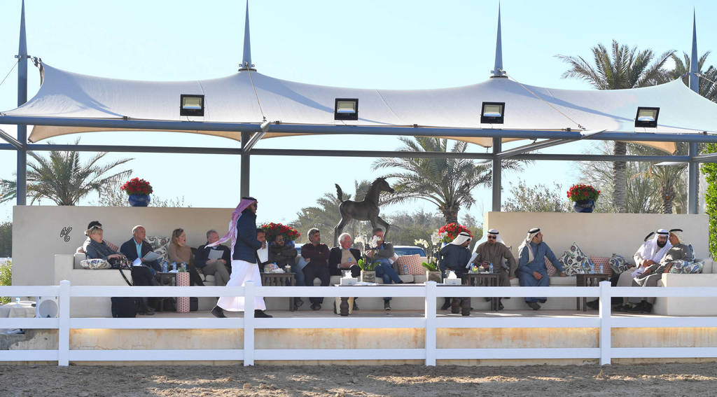 Lisa Abraham: 2017 Kuwait International Arabian Horse Festival~All Nations Cup Straight Egyptians 