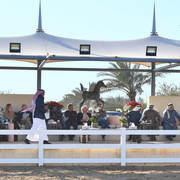 Lisa Abraham: 2017 Kuwait International Arabian Horse Festival~All Nations Cup Straight Egyptians 