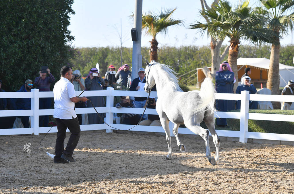 Lisa Abraham: 2017 Kuwait International Arabian Horse Festival~All Nations Cup Straight Egyptians 