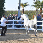 Lisa Abraham: 2017 Kuwait International Arabian Horse Festival~All Nations Cup Straight Egyptians 