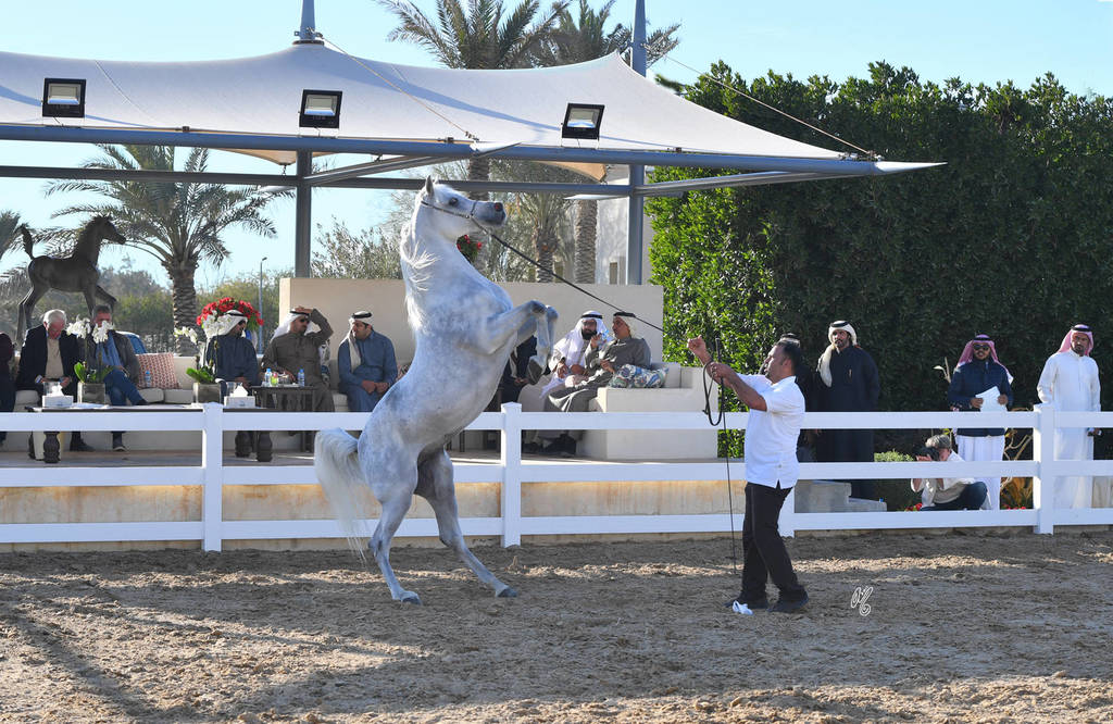 Lisa Abraham: 2017 Kuwait International Arabian Horse Festival~All Nations Cup Straight Egyptians 