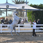 Lisa Abraham: 2017 Kuwait International Arabian Horse Festival~All Nations Cup Straight Egyptians 