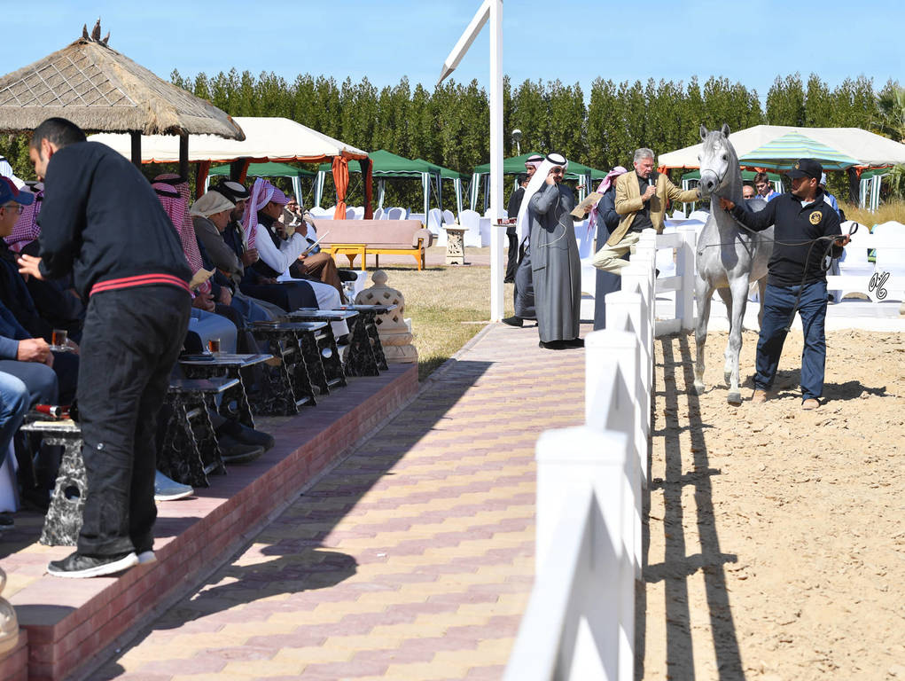 Lisa Abraham: 2017 Kuwait International Arabian Horse Festival~All Nations Cup Straight Egyptians 