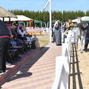 Lisa Abraham: 2017 Kuwait International Arabian Horse Festival~All Nations Cup Straight Egyptians 