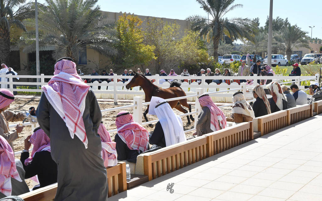 Lisa Abraham: 2017 Kuwait International Arabian Horse Festival~All Nations Cup Straight Egyptians 