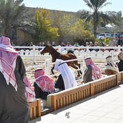 Lisa Abraham: 2017 Kuwait International Arabian Horse Festival~All Nations Cup Straight Egyptians 