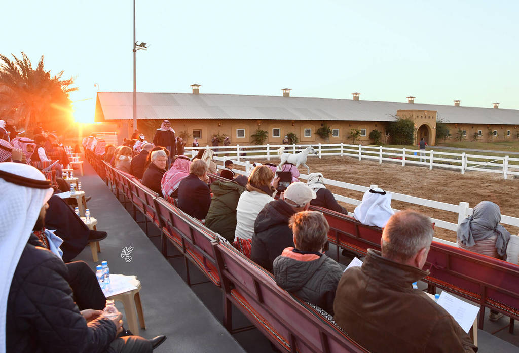 Lisa Abraham: 2017 Kuwait International Arabian Horse Festival~All Nations Cup Straight Egyptians 