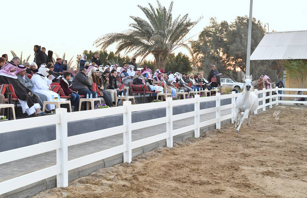 Lisa Abraham: 2017 Kuwait International Arabian Horse Festival~All Nations Cup Straight Egyptians 