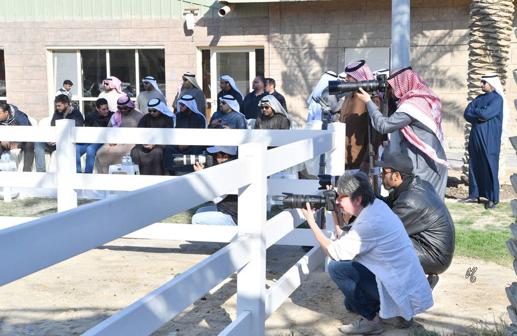 Lisa Abraham: 2017 Kuwait International Arabian Horse Festival~All Nations Cup Straight Egyptians 