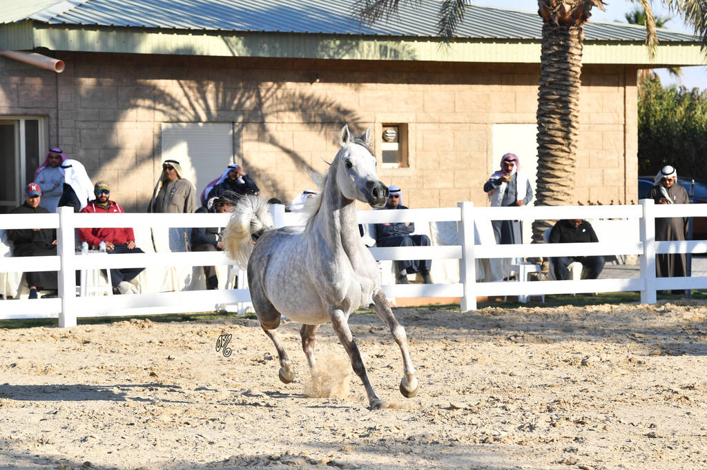 Lisa Abraham: 2017 Kuwait International Arabian Horse Festival~All Nations Cup Straight Egyptians 