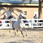 Lisa Abraham: 2017 Kuwait International Arabian Horse Festival~All Nations Cup Straight Egyptians 