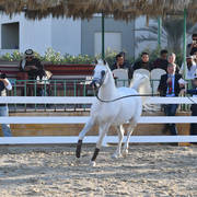 Lisa Abraham: 2017 Kuwait International Arabian Horse Festival~All Nations Cup Straight Egyptians 