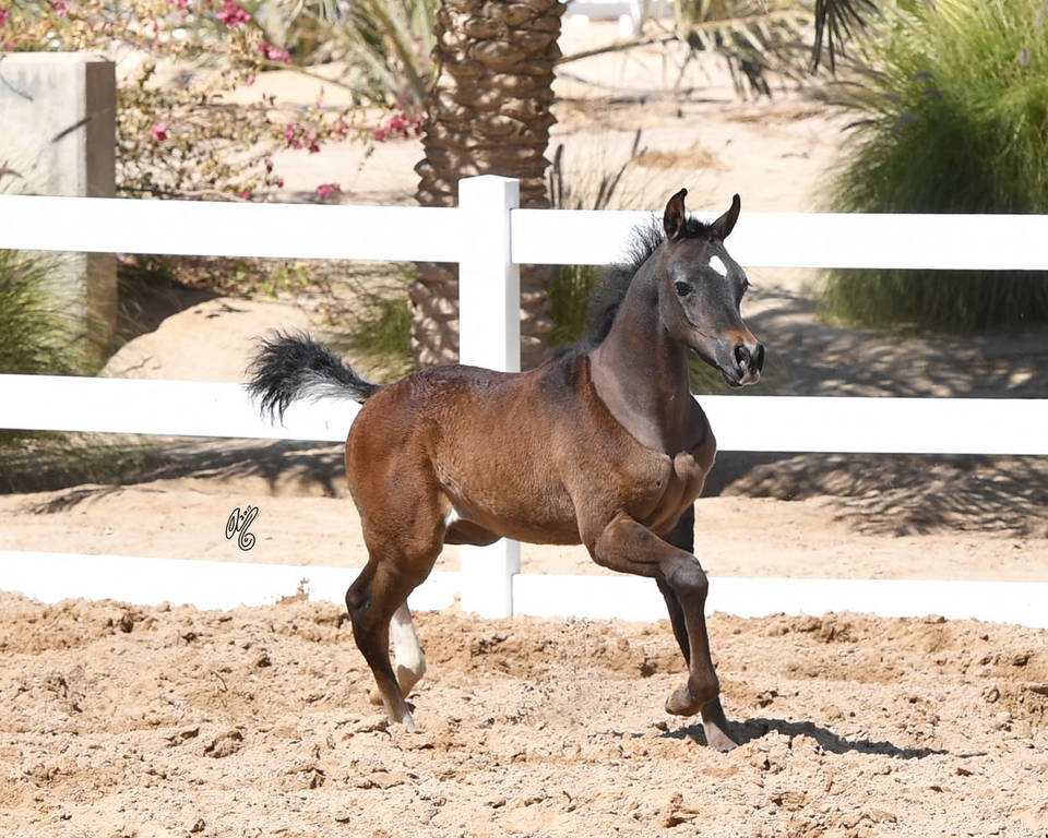 Lisa Abraham: 2017 Kuwait International Arabian Horse Festival~All Nations Cup Straight Egyptians 