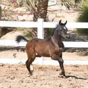 Lisa Abraham: 2017 Kuwait International Arabian Horse Festival~All Nations Cup Straight Egyptians 