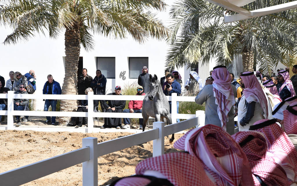 Lisa Abraham: 2017 Kuwait International Arabian Horse Festival~All Nations Cup Straight Egyptians 