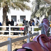 Lisa Abraham: 2017 Kuwait International Arabian Horse Festival~All Nations Cup Straight Egyptians 