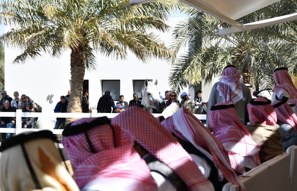 Lisa Abraham: 2017 Kuwait International Arabian Horse Festival~All Nations Cup Straight Egyptians 