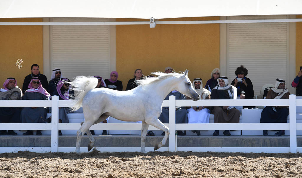 Lisa Abraham: 2017 Kuwait International Arabian Horse Festival~All Nations Cup Straight Egyptians 
