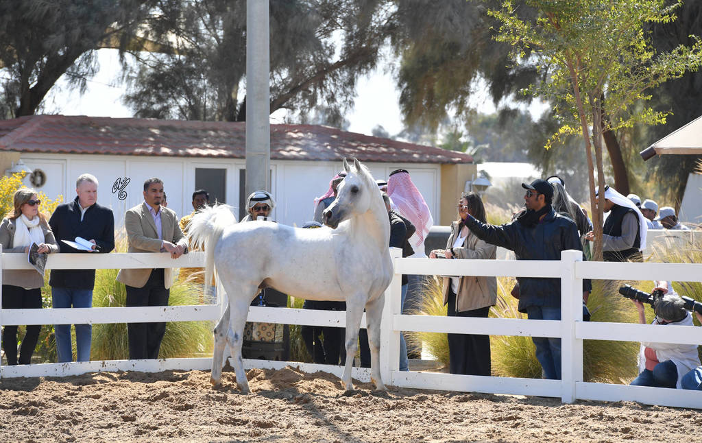 Lisa Abraham: 2017 Kuwait International Arabian Horse Festival~All Nations Cup Straight Egyptians 