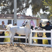 Lisa Abraham: 2017 Kuwait International Arabian Horse Festival~All Nations Cup Straight Egyptians 