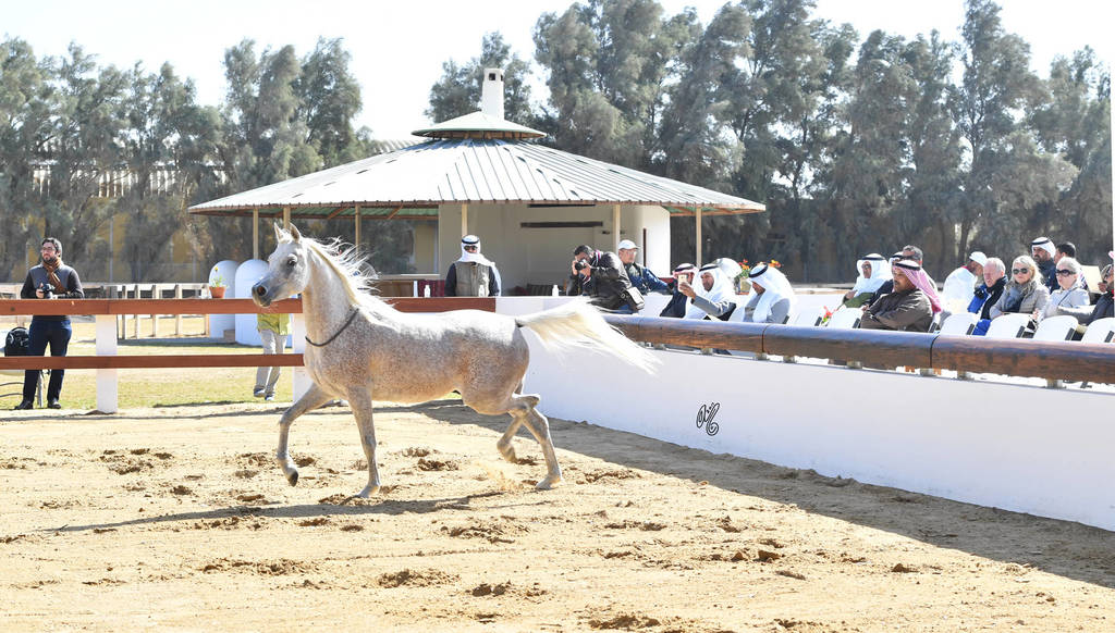 Lisa Abraham: 2017 Kuwait International Arabian Horse Festival~All Nations Cup Straight Egyptians 