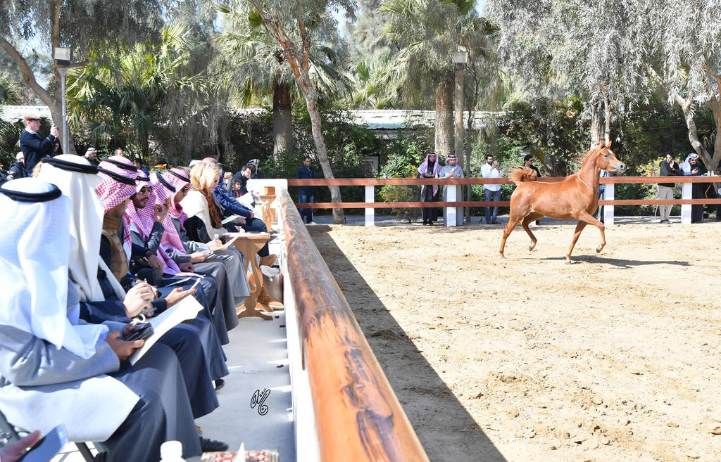 Lisa Abraham: 2017 Kuwait International Arabian Horse Festival~All Nations Cup Straight Egyptians 