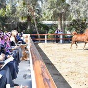 Lisa Abraham: 2017 Kuwait International Arabian Horse Festival~All Nations Cup Straight Egyptians 