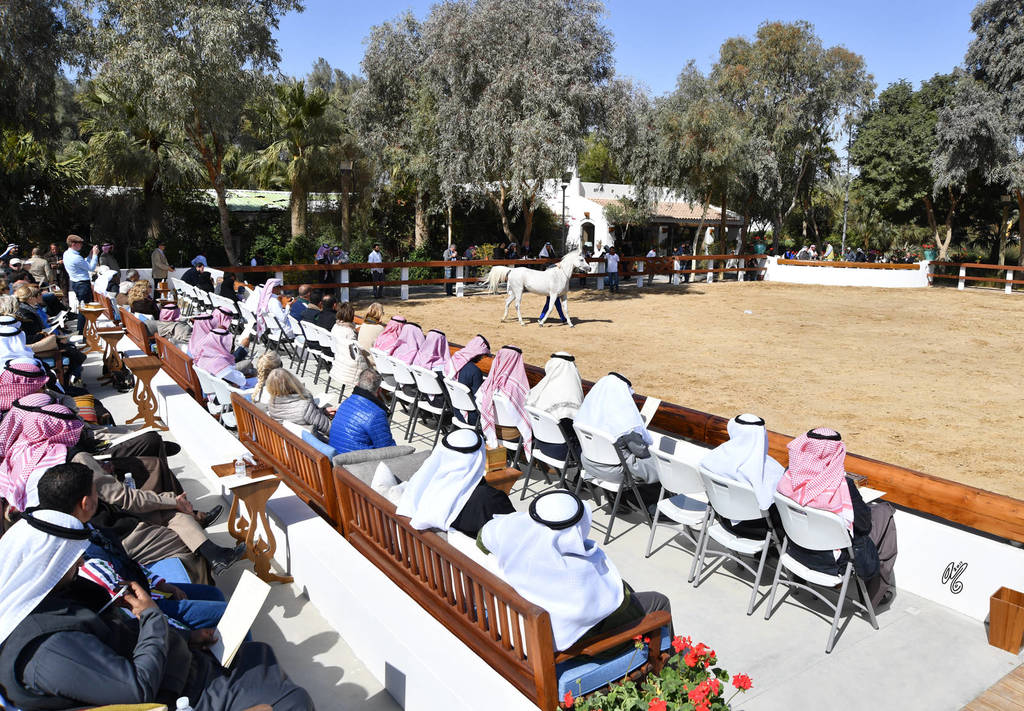 Lisa Abraham: 2017 Kuwait International Arabian Horse Festival~All Nations Cup Straight Egyptians 