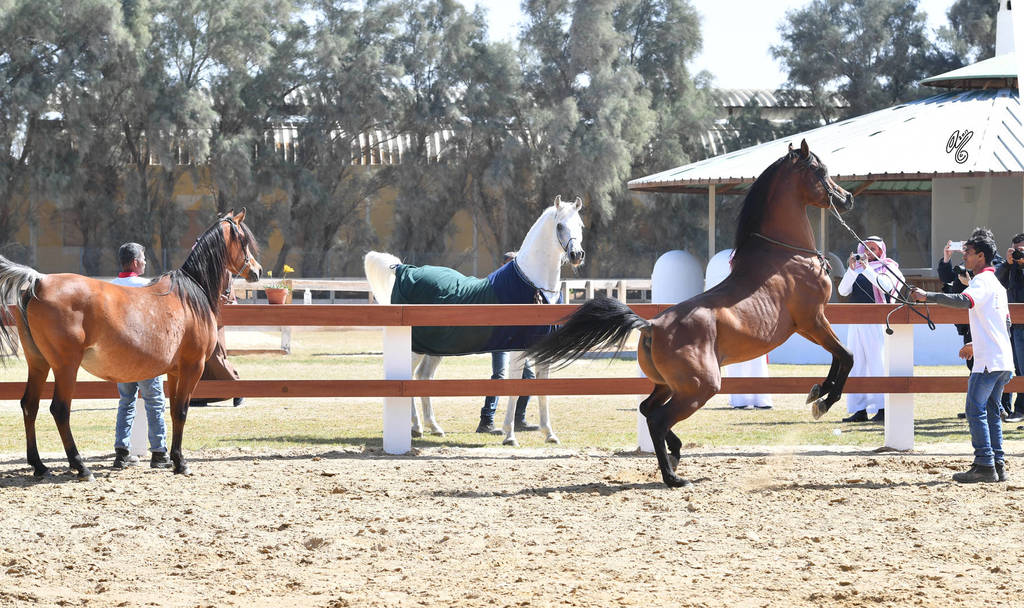 Lisa Abraham: 2017 Kuwait International Arabian Horse Festival~All Nations Cup Straight Egyptians 