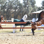 Lisa Abraham: 2017 Kuwait International Arabian Horse Festival~All Nations Cup Straight Egyptians 