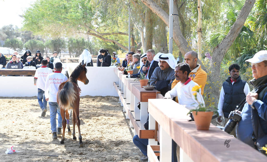 Lisa Abraham: 2017 Kuwait International Arabian Horse Festival~All Nations Cup Straight Egyptians 