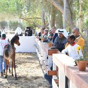 Lisa Abraham: 2017 Kuwait International Arabian Horse Festival~All Nations Cup Straight Egyptians 