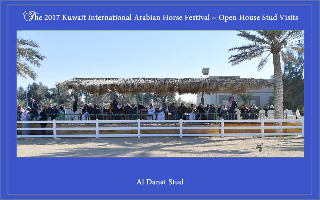 Lisa Abraham: 2017 Kuwait International Arabian Horse Festival~All Nations Cup Straight Egyptians 