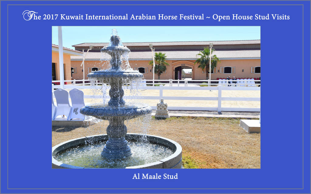 Lisa Abraham: 2017 Kuwait International Arabian Horse Festival~All Nations Cup Straight Egyptians 