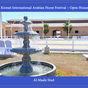 Lisa Abraham: 2017 Kuwait International Arabian Horse Festival~All Nations Cup Straight Egyptians 