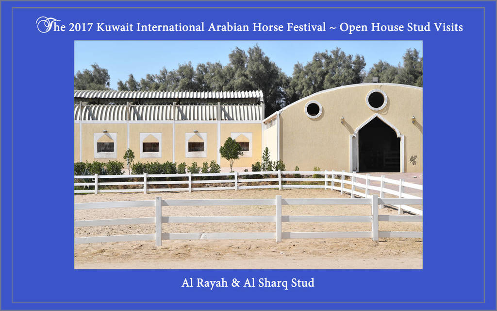Lisa Abraham: 2017 Kuwait International Arabian Horse Festival~All Nations Cup Straight Egyptians 