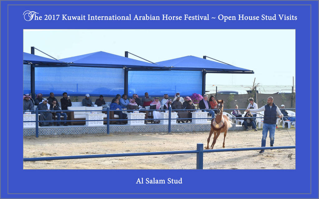 Lisa Abraham: 2017 Kuwait International Arabian Horse Festival~All Nations Cup Straight Egyptians 