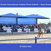 Lisa Abraham: 2017 Kuwait International Arabian Horse Festival~All Nations Cup Straight Egyptians 