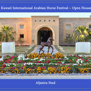 Lisa Abraham: 2017 Kuwait International Arabian Horse Festival~All Nations Cup Straight Egyptians 