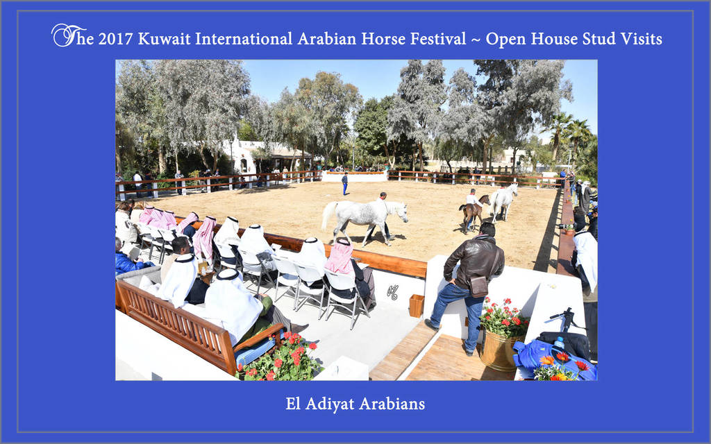 Lisa Abraham: 2017 Kuwait International Arabian Horse Festival~All Nations Cup Straight Egyptians 